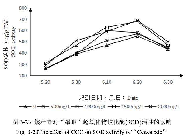 矮壮素对百合盆栽超氧化物歧化酶活性的影响
