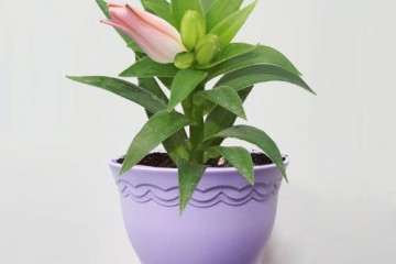 生长延缓剂对百合花盆栽期的影响