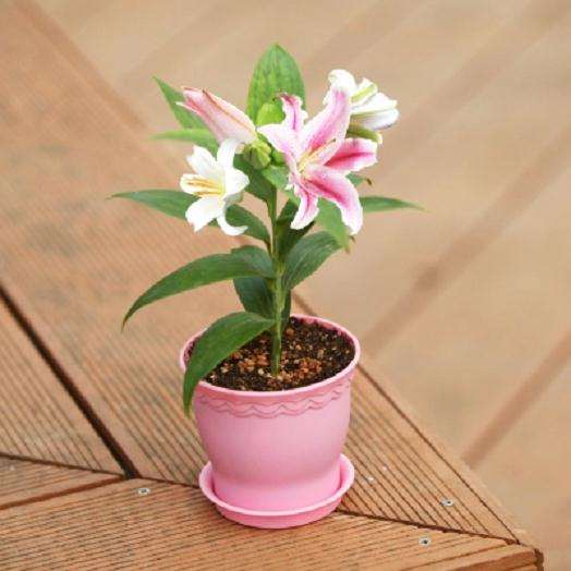 生长延缓剂对百合盆栽花色素苷含量的影响