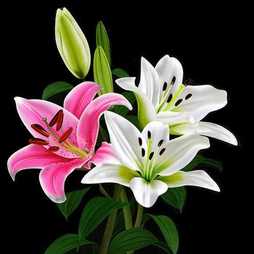 生长延缓剂对百合盆栽矮化栽培的结果