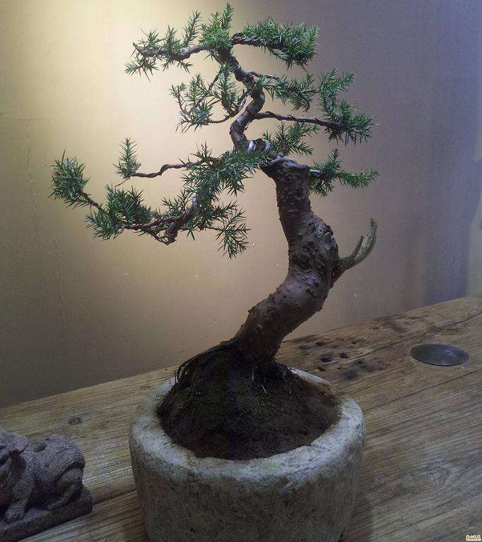 柏木盆栽的研究地区与研究方法