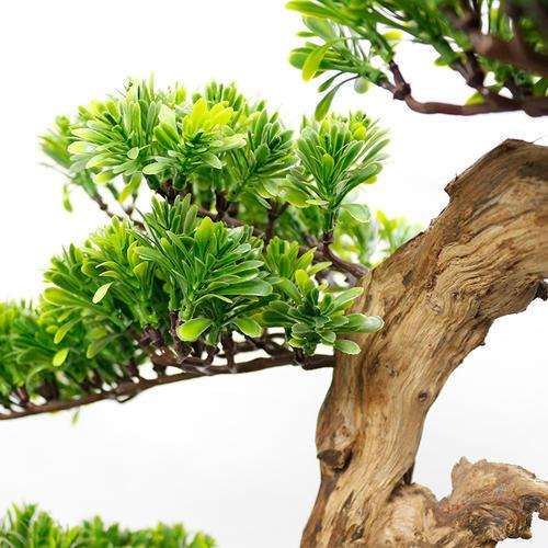 柏木试验采用盆栽的设计方法