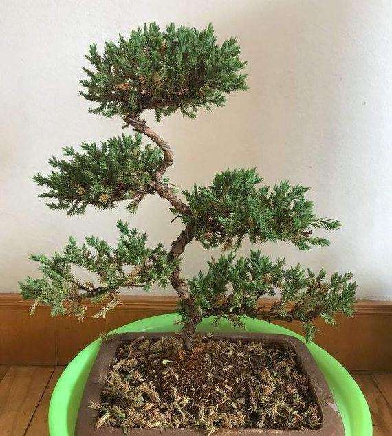 柏木试验采用盆栽的设计方法