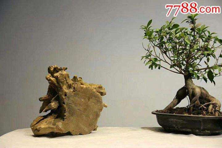 柏木盆栽根系分泌物对土壤酶活性的影响