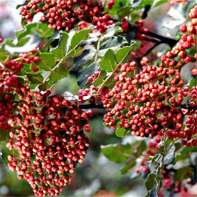 重庆市花椒协会成功培育花椒盆栽