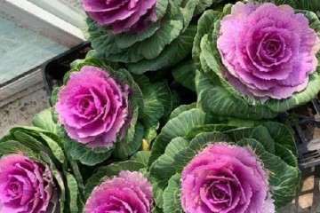 北京地区冬春季盆栽羽衣甘蓝品种筛选