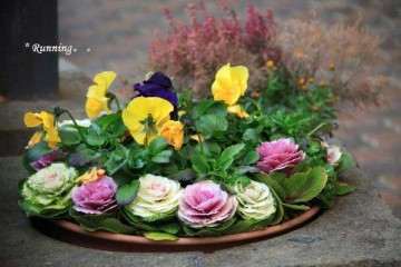 羽衣甘蓝盆栽生育期的对比 图片