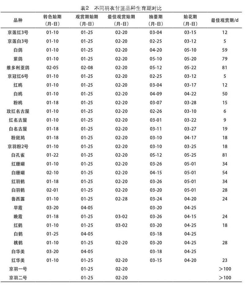 羽衣甘蓝盆栽生育期的对比 图片