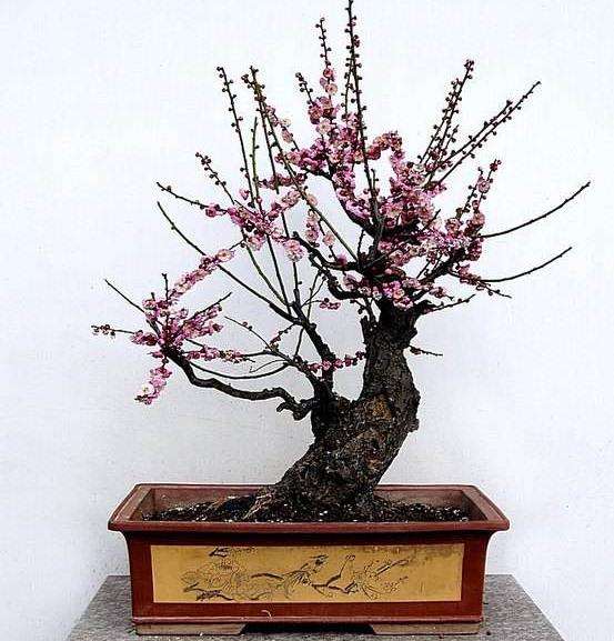 北京盆栽桃树春节怎么栽培管理技术