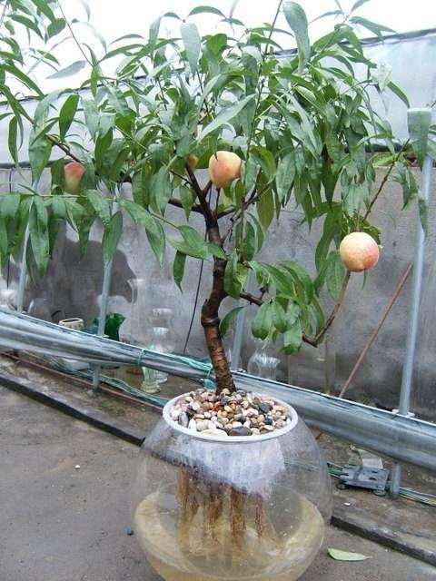 北京盆栽桃树春节怎么栽培管理技术