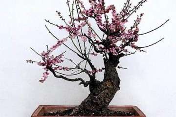 北京盆栽桃树春节怎么栽培管理技术