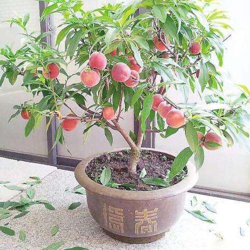 桃树盆栽花果期怎么管理的方法 图片