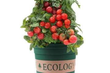 阳台番茄盆栽怎么选择花盆 图片