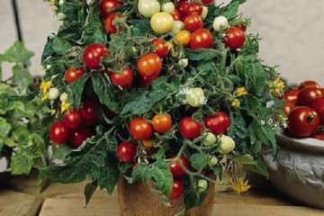 番茄盆栽怎么播种育苗的方法 图片