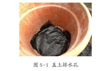 图解 番茄盆栽怎么上盆定植的方法