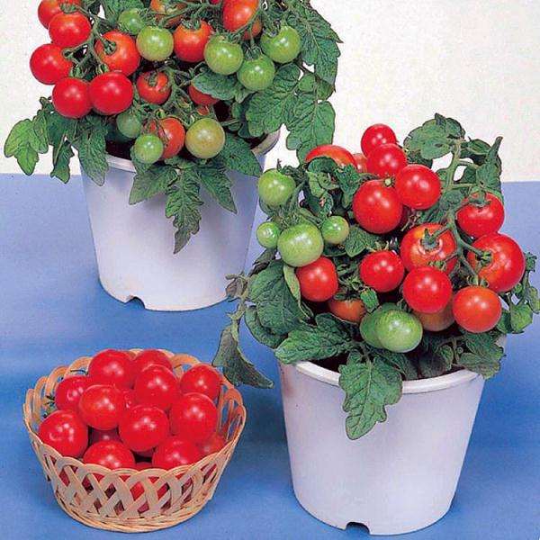 阳台种植番茄盆栽怎么浇水施肥 图片