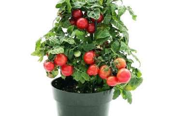 番茄盆栽怎么采收的方法 图片