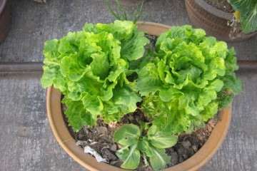 补光光照强度对室内盆栽生菜生长的影响