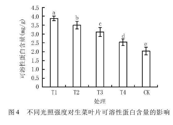 不同光照强度对生菜盆栽生理指标的影响