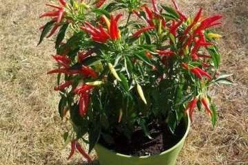 不同电导率对羊角型辣椒盆栽的影响