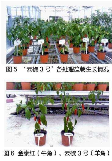 肥水EC对云椒3号辣椒盆栽的影响 图片