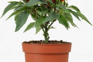 为什么不同EC肥辣椒盆栽的影响较大