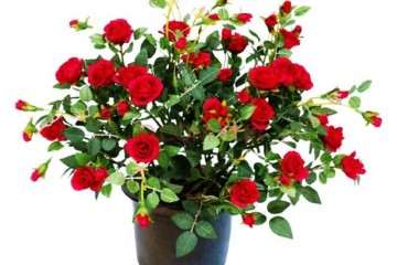 不同肥料对盆栽月季生长开花的影响