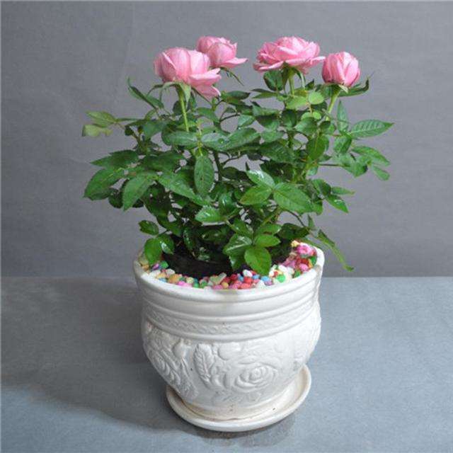 月季盆栽的栽培基质怎么试验设计