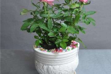 月季盆栽的栽培基质怎么试验设计