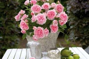 不同施肥处理对月季盆栽养分的影响