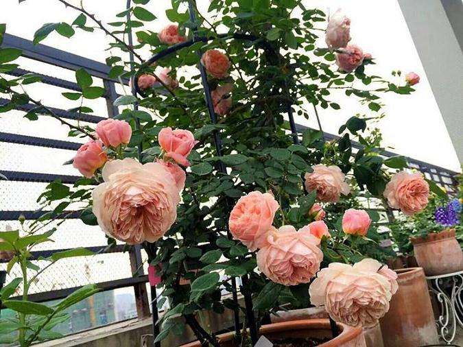 月季盆栽不同生长阶段中pH值的差异