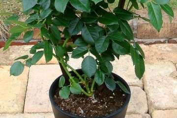 不同施肥处理对盆栽月季生长和开花的影响