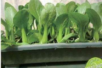 土壤改良剂对油菜盆栽的产量影响