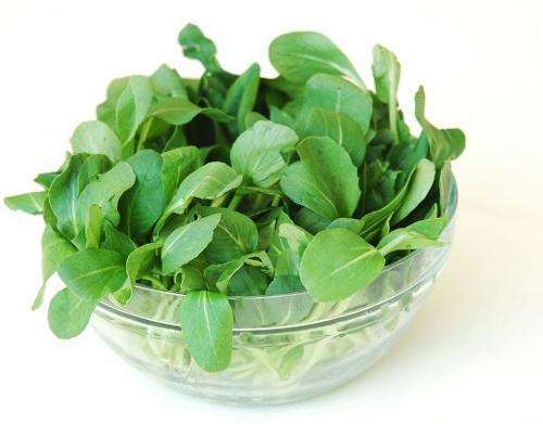 温室大棚油菜盆栽的土壤改良剂试验