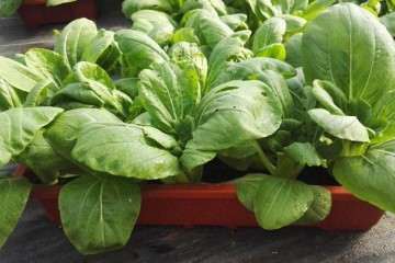 油菜盆栽土壤理化性状的测定方法 图片