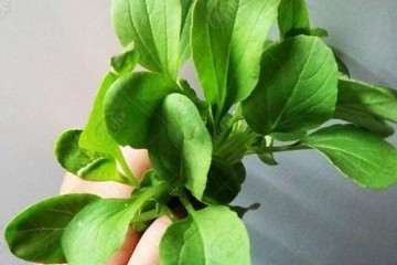 四种土壤改良剂对盆栽油菜品质的影响