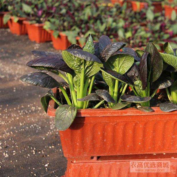 土壤改良剂对盆栽油菜中叶绿素含量的影响