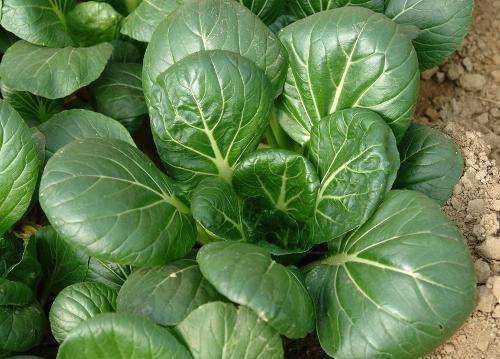 土壤改良剂对油菜盆栽有哪些影响 图片