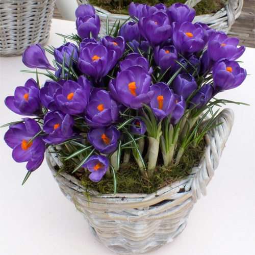 盆栽试怎么灌水方案的试验 图片