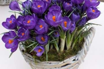 盆栽试怎么灌水方案的试验 图片