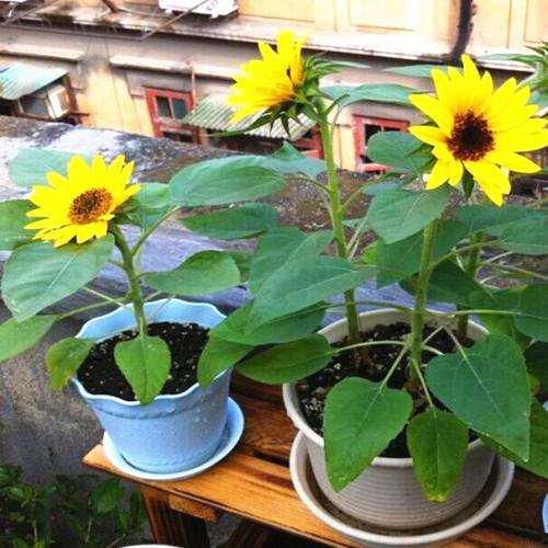 不同灌水下限对盆栽油葵生长的影响