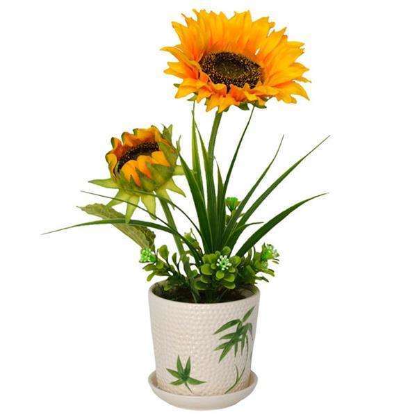 不同灌水下限对盆栽油葵生长的影响