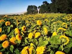 土壤水分下限过低会影响油葵盆栽的株高