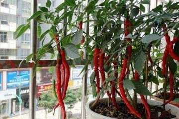 不同基质配方对观赏辣椒盆栽性状的影响