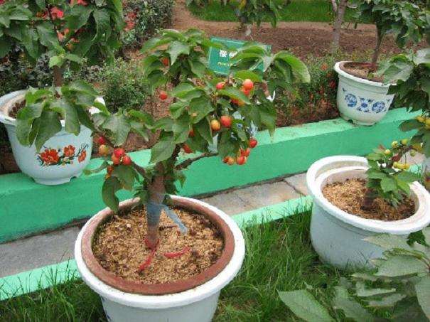 不同剂量保水剂对盆栽樱桃番茄产量的影响