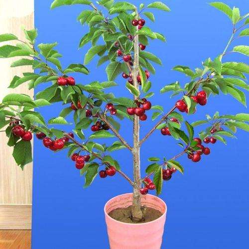 不同剂量保水剂对盆栽樱桃番茄产量的影响