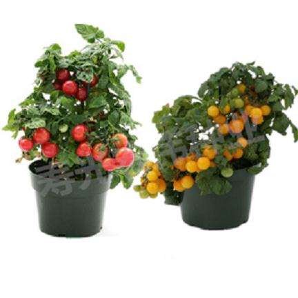 番茄盆栽试验的材料和方法 图片