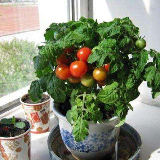 不同剂量保水剂对番茄盆栽浇水量的影响