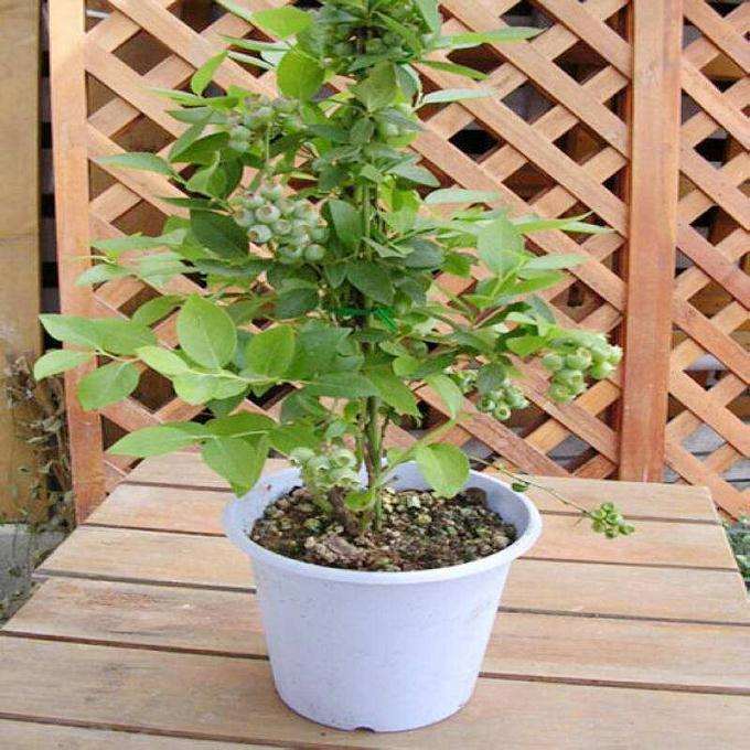 蓝莓盆栽的植株生长性状与产量测定
