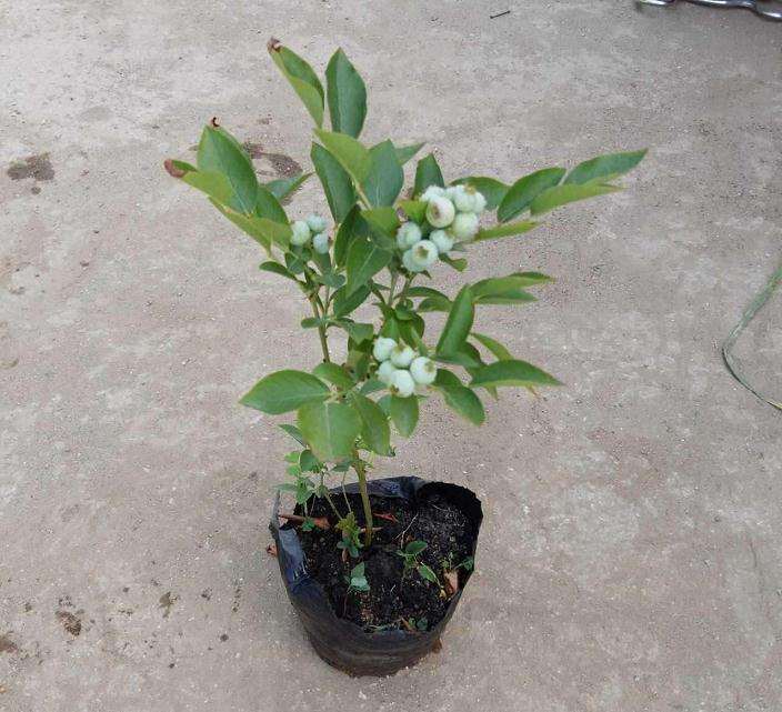 蓝莓盆栽的植株生长性状与产量测定